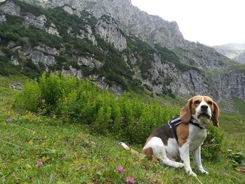 Dog looking away on mountain