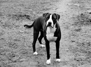 Portrait of dog standing on field