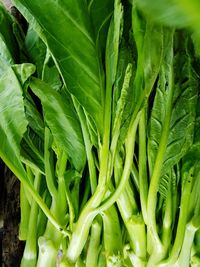 Close-up of fresh green leaf