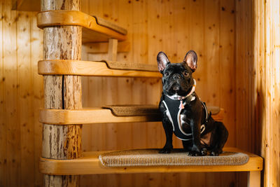 Portrait of a french bulldog dog sitting on spiral wood stairs