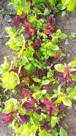 Leaves growing on plant