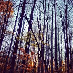 Low angle view of bare trees against sky