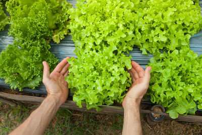 Cropped image of hand holding vegetables