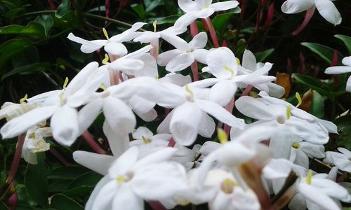 Close-up of white flowers blooming outdoors