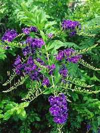 Purple flowers growing on plant