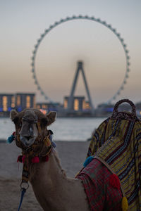 Close-up of horse against sky