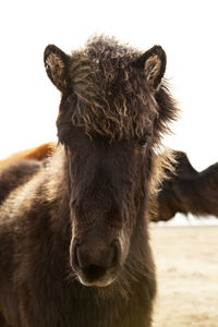 Portrait of a young black icelandic foal with curly mane