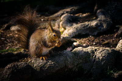 Close-up of squirrel on rock