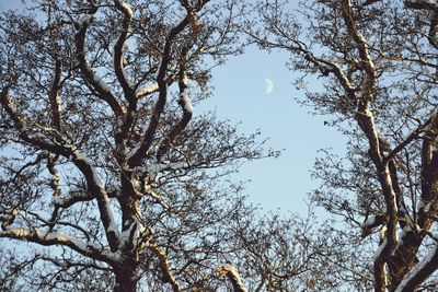 Low angle view of trees against sky