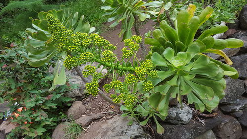 High angle view of succulent plant on field