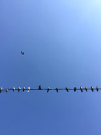 Low angle view of birds flying in sky