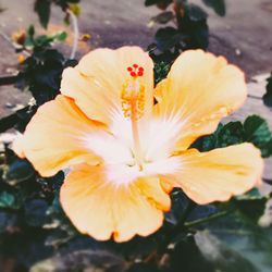 Close-up of flower blooming outdoors