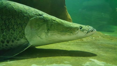 Close-up of turtle swimming in aquarium