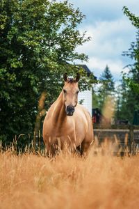 Horse in a field