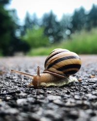 Close-up of snail