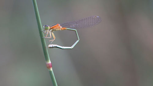 Close-up of a dragonfly