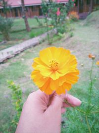 Close-up of hand holding yellow flower