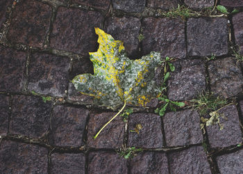 Yellow flowers growing on footpath