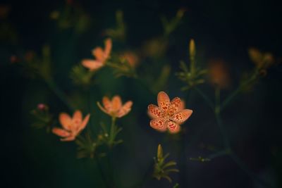 Close-up of white flowering plant