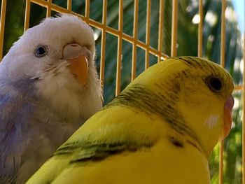 Close-up of parrot in cage