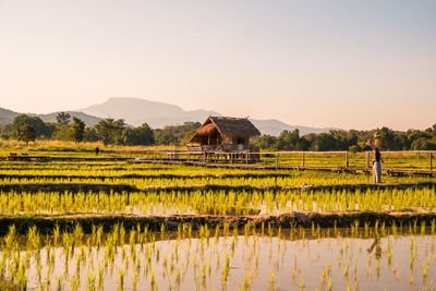 Scenic view of a hut on the rice field at the sunset time.