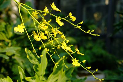 Close-up of fresh green plant