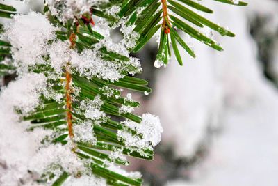 Close-up of snow covered pine tree