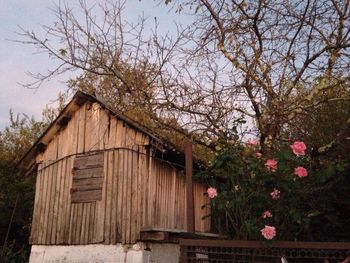 Flower tree against sky