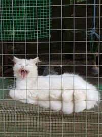 White cat in cage