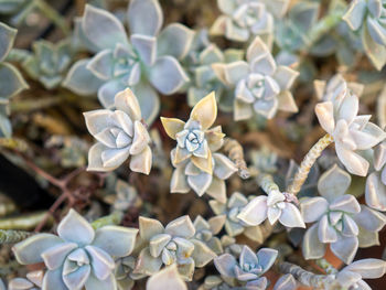 Close-up of white flowers