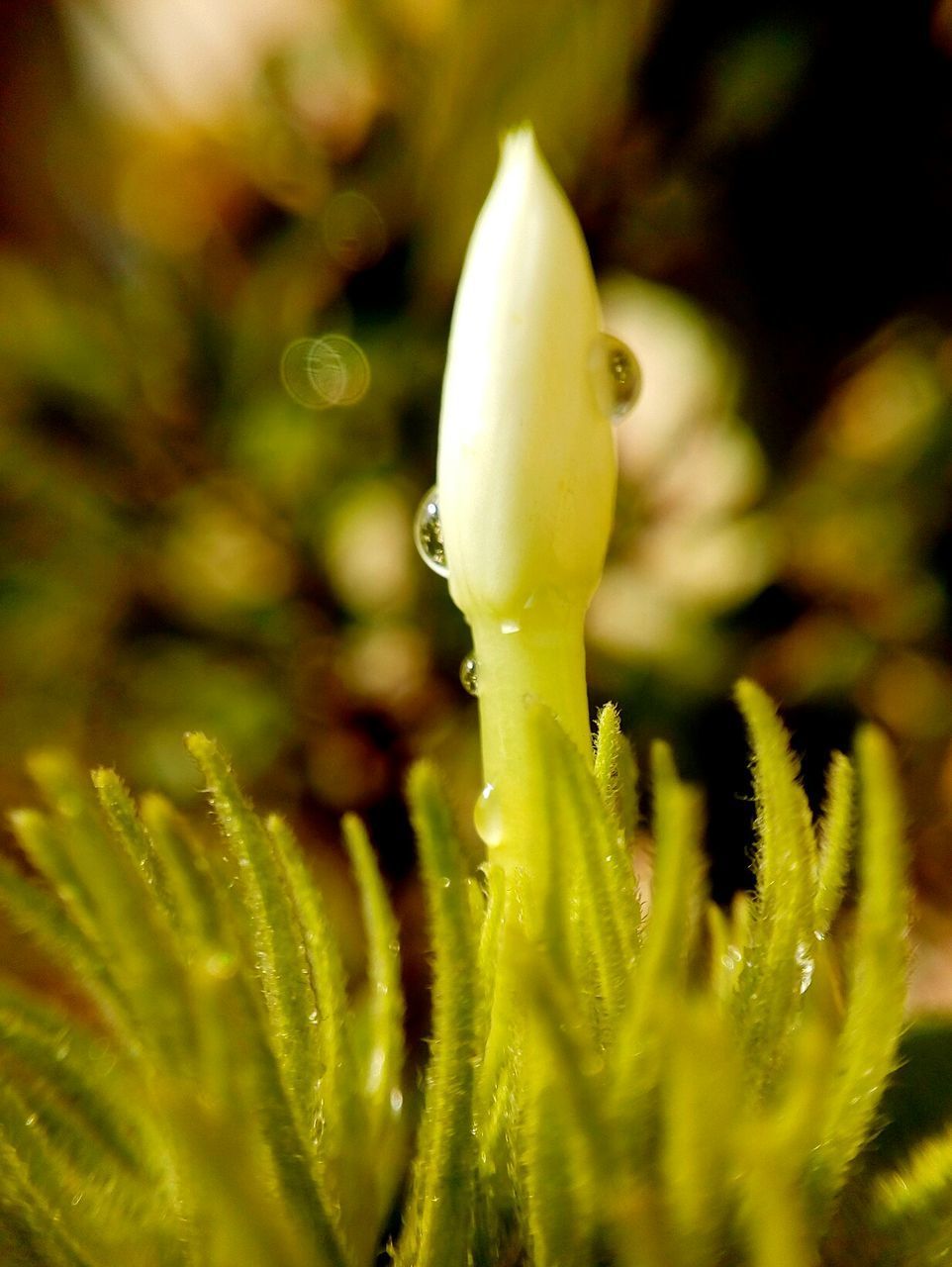 CLOSE-UP OF WATER DROP ON PLANT