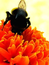 Close-up of bee pollinating on flower