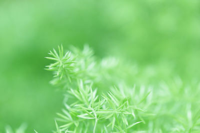 Close-up of plant growing on field