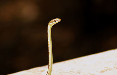 Close-up of lizard