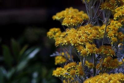 Close-up of yellow flowering plant