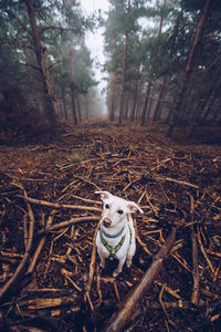 Portrait of a dog in the forest