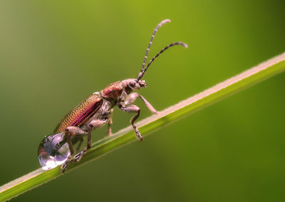 Close-up of insect perching on plant