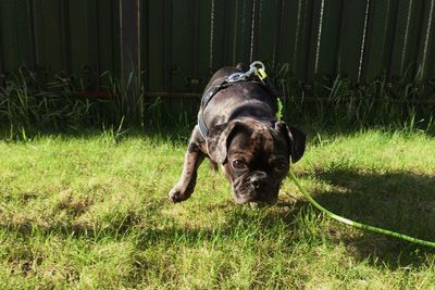 Portrait of dog standing on field