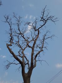 Low angle view of bare tree against sky