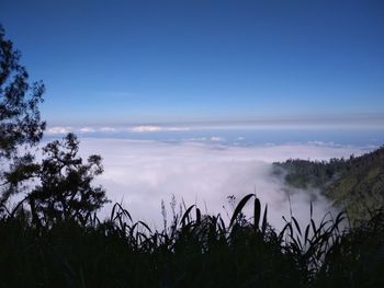 Scenic view of trees against blue sky