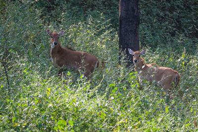 Deer in a field