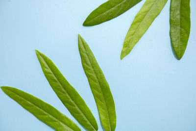 Close-up of fresh green plant against clear sky