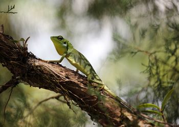 Close-up of bird perching on branch