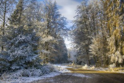 Trees in forest during winter