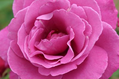 Close-up of water drops on pink rose