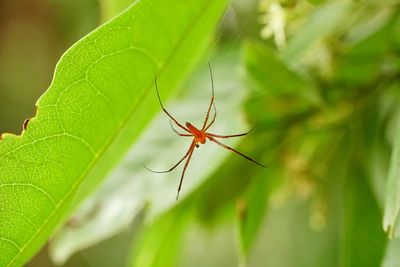 Close-up of spider on leaf