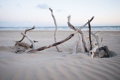 Driftwood on beach