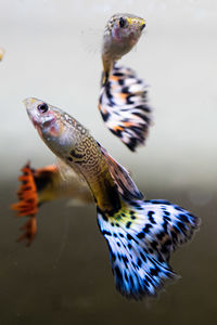 Close-up of fish swimming in water