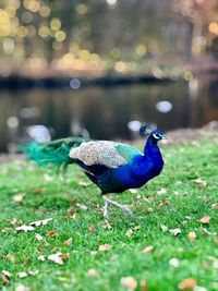 Peacock on a land
