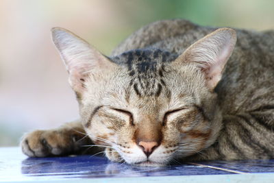 Close-up of a sleeping cat